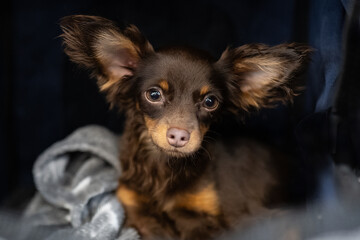 portrait of a dog, Russian toy