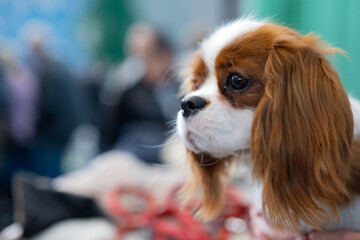 cavalier king charles spaniel