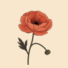 Simple graphic of Ranunculus flower. Flat clean cartoon 2D illustration style