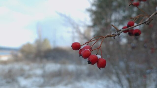 Red ripe hawthorn berries on the bush covered with snow. Closeup natural healthy fruits. Winter season in the forest
