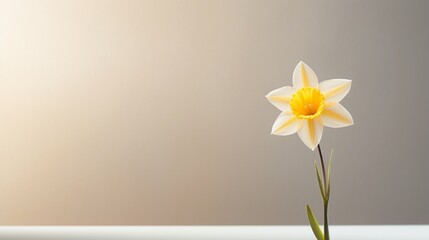 A solitary daffodil, signifying the onset of spring, showcased against a bright white setting.