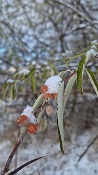 Closeup oleaster tree branch with a bunch of wild berries covered with snow. Elaeagnus angustifolia fruits or russian olive silver berry in winter season