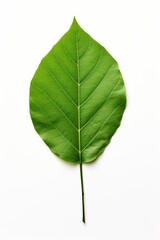 Single leaf isolated on white background