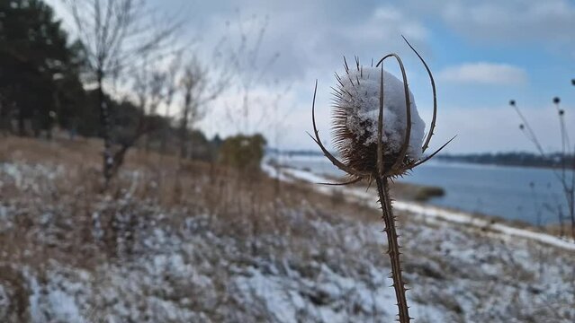 Closeup dry teasel plant covered with snow. Frozen dipsacus fullonum steppe thistle in winter season