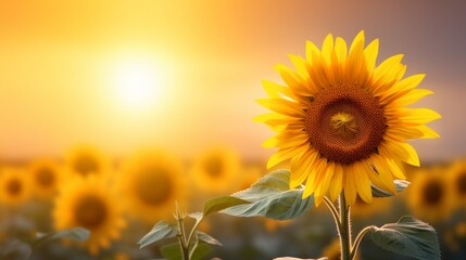 A solitary sunflower, its golden petals beaming brightly, set against a pristine white scene.