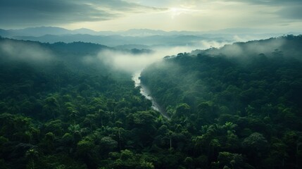 Tropical rainforest. Green and misty.