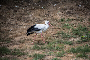 Rattle stork with long, stacking legs