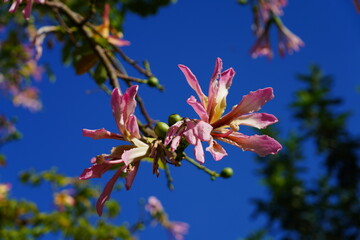 View of the flowers of the floss silk tree (Ceiba speciosa, formerly Chorisia speciosa), a species...