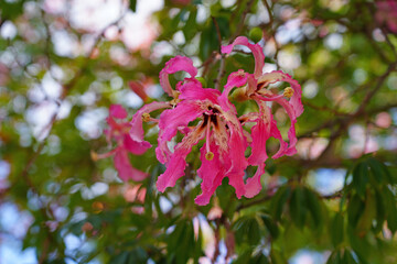 View of the flowers of the floss silk tree (Ceiba speciosa, formerly Chorisia speciosa), a species of deciduous tropical tree related to kapok and baobab