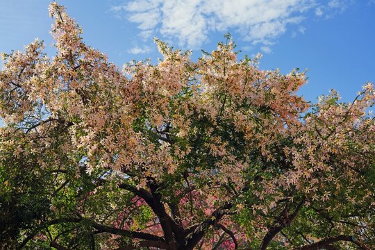View of the flowers of the floss silk tree (Ceiba speciosa, formerly Chorisia speciosa), a species of deciduous tropical tree related to kapok and baobab