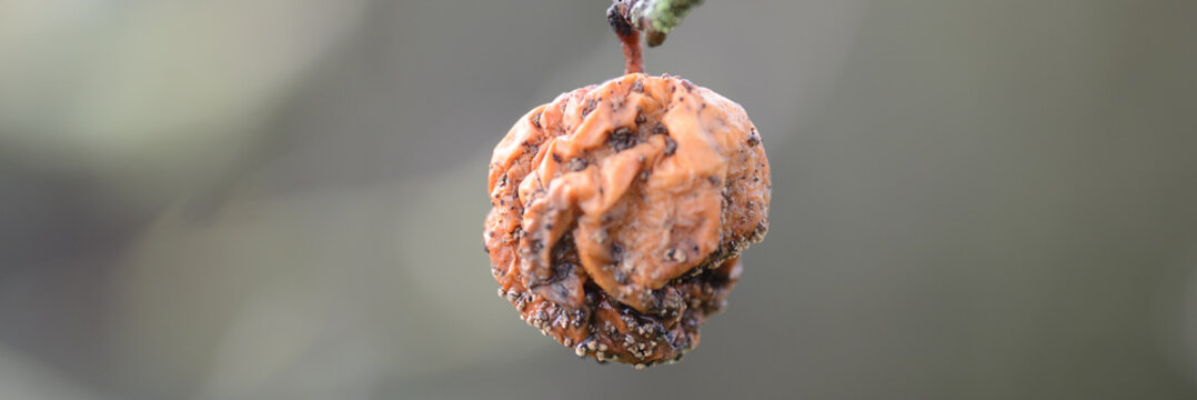 Vergammelter Apfel am Herbstbaum. Dekadentes Web Banner Design. Hintergrundbild Header mit Freiraum.