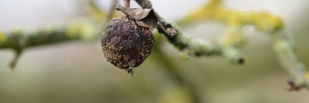 Vergammelter, kranker Apfel am Herbstbaum. Web Banner Design. Hintergrundbild Header mit Freiraum.