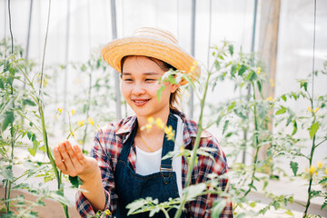 Agronomist with tablet examines tomato farm for enhanced production. Woman biologist records growth...