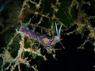 Sea slug pilgrim hervia (Cratena peregrina) extreme close-up undersea, Aegean Sea, Greece, Halkidiki
