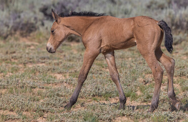 Naklejka na ściany i meble Cute Wild Horse Foal in the Wyoming Desert in Summer