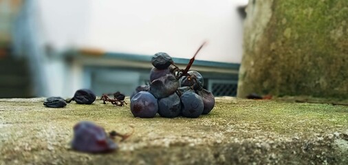 bunch of gray wilted black grapes © Mike