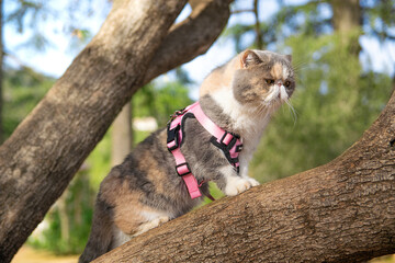 Exotic Shorthaired cat on a tree. Empty copy space for Editor's content. No people.