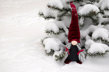 The fabulous gnome is near the Christmas tree. Natural snow, winter, Christmas and New Year...