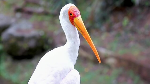 White stork in the park with green background, Malaysia