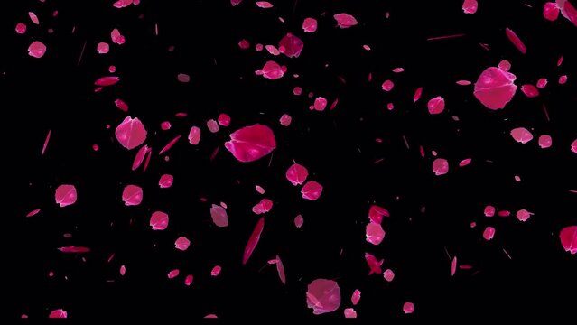 4K Sakura petals falling with alpha channel for overlays , Also good background for scene and titles, logos. Concept of love, romance,Valentine, mother's day, rose day