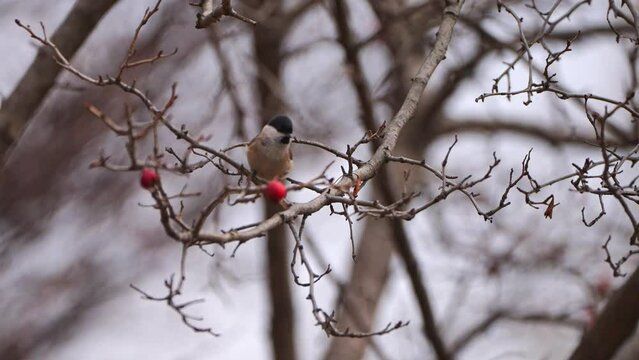 A marsh tit landing on a hawthorn tree that has lost all its leaves and has only red berries.