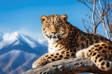 Naklejka premium A large leopard sitting on top of a tree branch