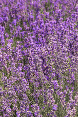 Fototapeta premium Purple lavender flowers bush. Flower in the field. Nature background. Grow a fragrant plant in the garden. Summer flower honey plant closeup.