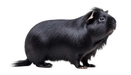 black guinea pig isolated on transparent background cutout