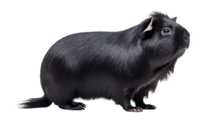 Fotobehang black guinea pig isolated on transparent background cutout © Papugrat
