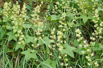 In the wild echinocystis lobata grows