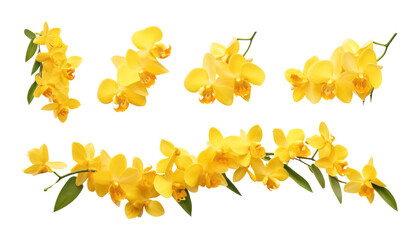 set of yellow flowers isolated on transparent background cutout - obrazy, fototapety, plakaty