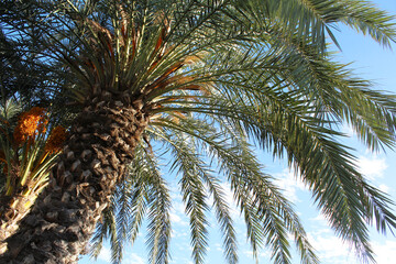 Fototapeta na wymiar palm tree against sky
