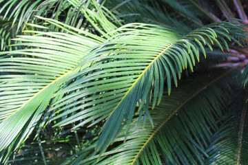 green tree. palm tree leaves. 