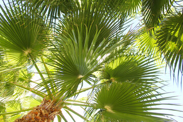 Obraz premium coconut tree. palm tree leaves. 