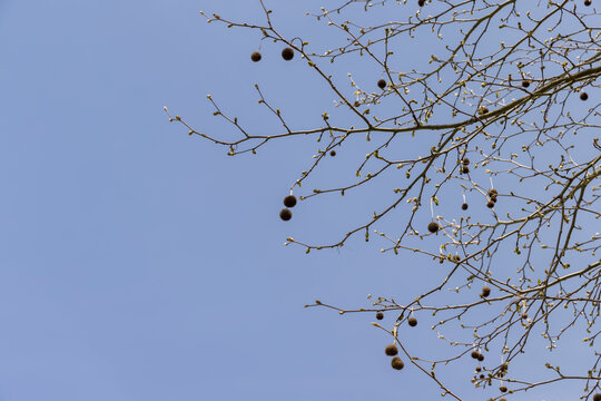 sycamore tree against the blue sky in the spring season