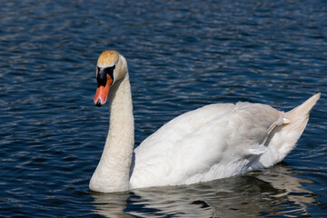 white swans swimming in the lake in summer