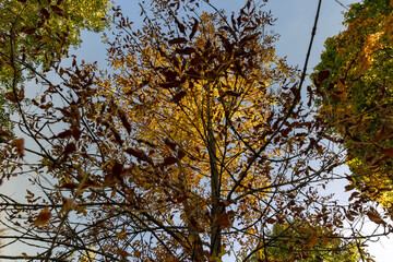 yellowing foliage on ash trees in autumn weather