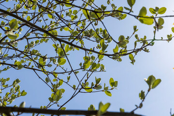 rowan tree with the first foliage in the spring park