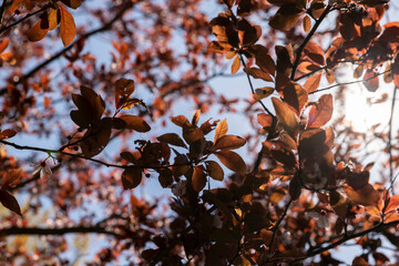blooming cherry tree with red foliage in the spring season