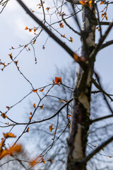 spring park with birch trees with the first red foliage