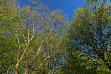 deciduous trees in a mixed forest in the spring season