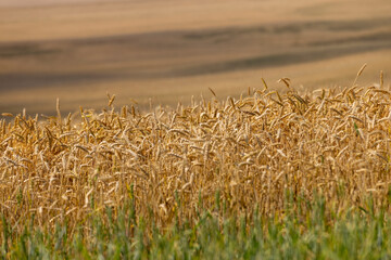 ready for harvesting dry wheat harvest