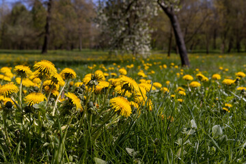spring dandelion flowers during flowering