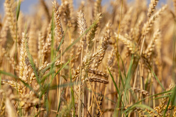 monoculture golden mature wheat in the field