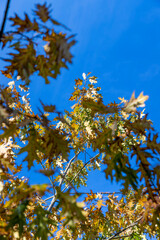 oak tree during the autumn season before leaf fall