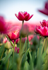 Fototapeta premium Red tulips in the Netherlands