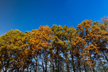 Fototapeta premium different types of trees growing next to each other