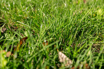 autumn park during leaf fall on the background of green grass