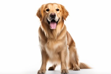 Portrait of a golden retriever dog on a white isolated background. Full height.