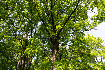 Fototapeta na wymiar an oak tree with green foliage in the spring season
